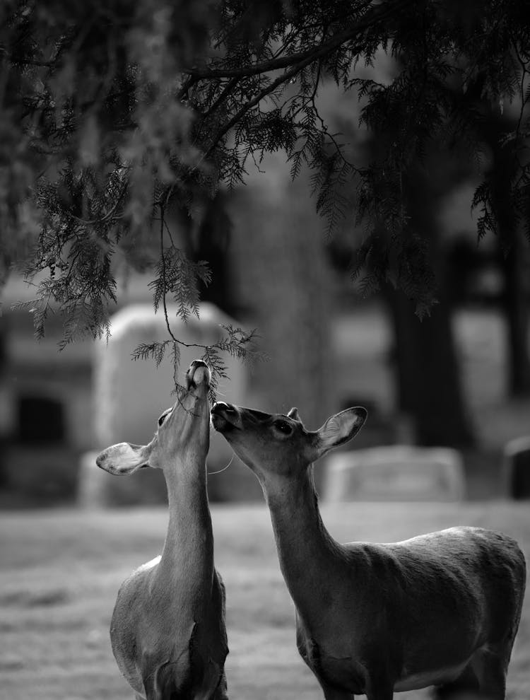 Deer Eating Leaves From Tree