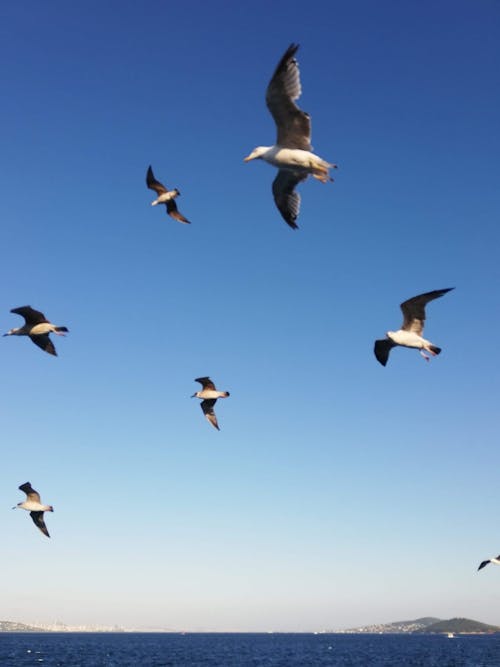 birds_flying, 城市鳥類, 明亮的天空 的 免費圖庫相片