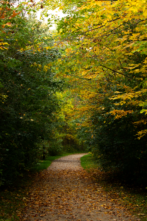 Free Peaceful dirt road adorned with vibrant autumn leaves and lush green trees in a tranquil landscape. Stock Photo