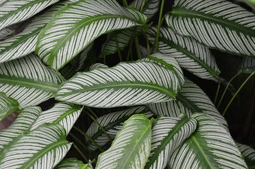 Free Green and White Leaves Stock Photo