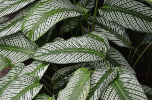 High angle shot of lush Calathea leaves displaying green and white striped patterns.