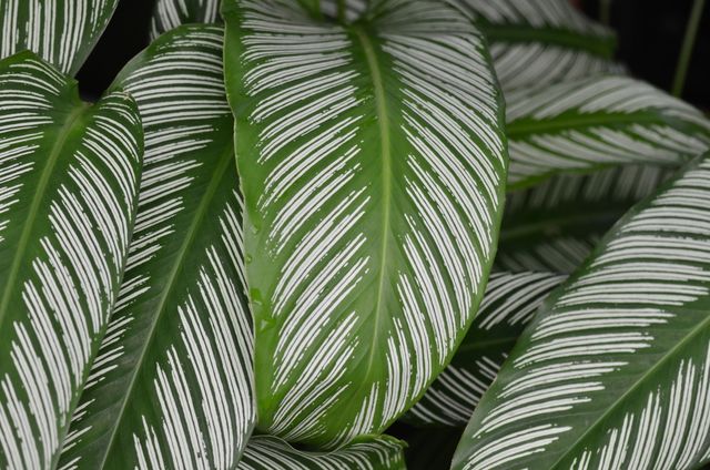 Calathea leaves, intricate pattern