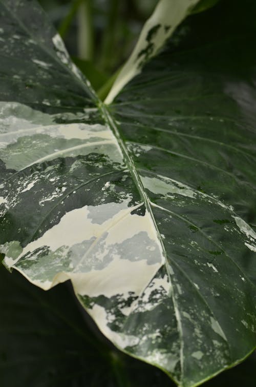 Gratis lagerfoto af grønt blad, lodret skud, monstera deliciosa