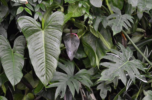 구색을 갖춘, 나뭇잎, 녹색 식물의 무료 스톡 사진