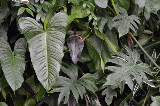 Close-up of vibrant tropical leaves with water droplets showcasing natural patterns and textures.