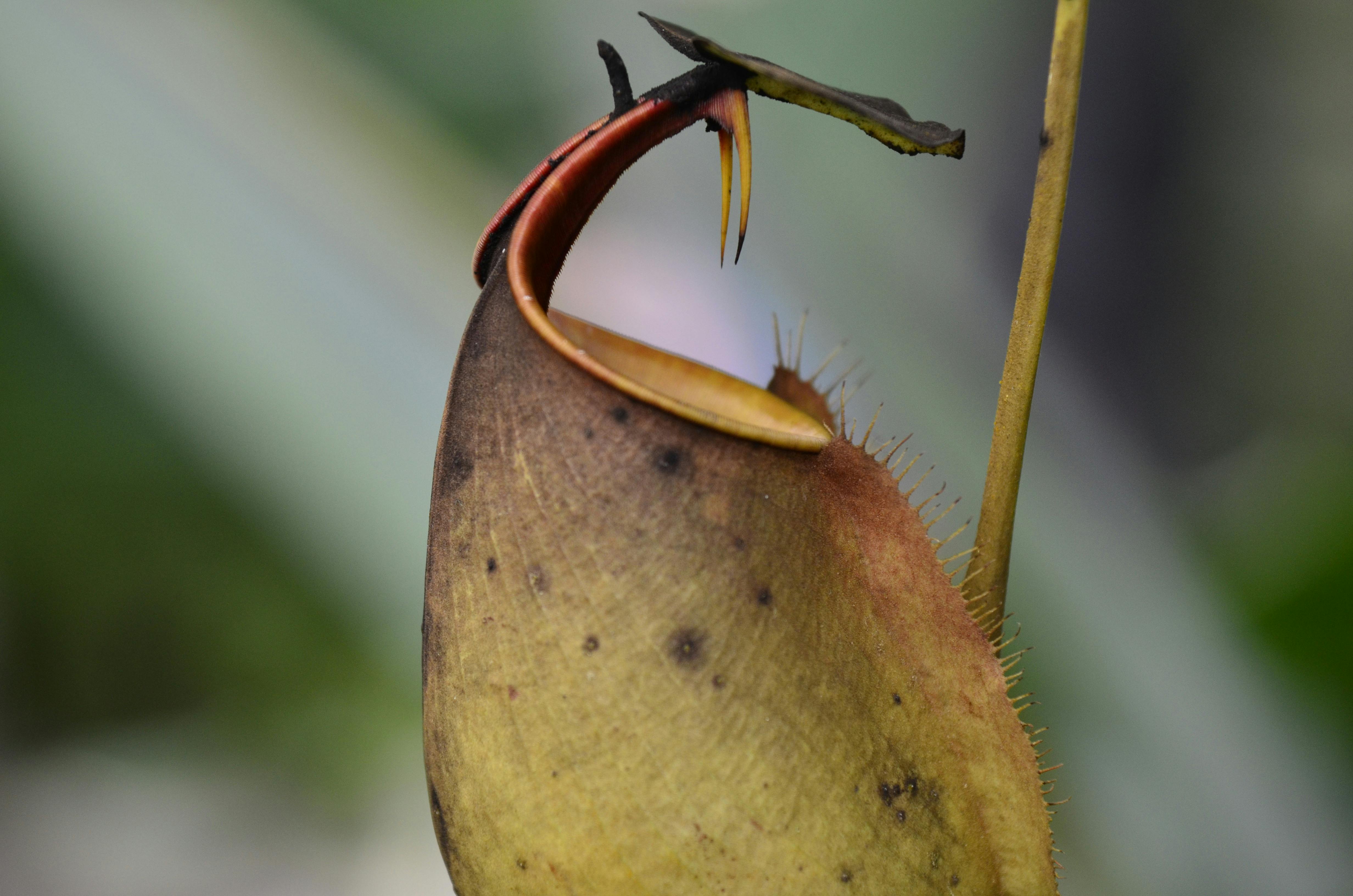 Close Up On Nepenthes Bicalcarata · Free Stock Photo