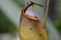 Close up on Nepenthes Bicalcarata