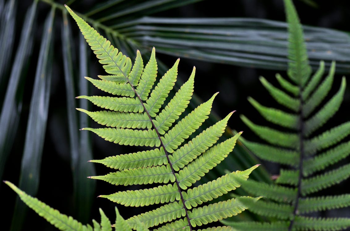 Fern Leaves in Close Up Photography