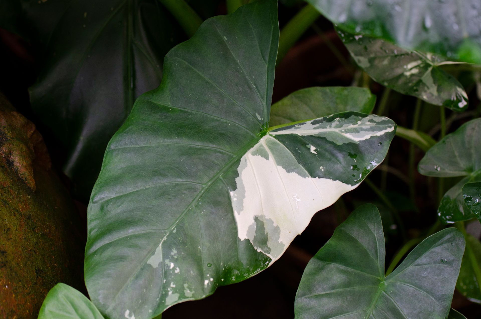 Close-up of a variegated Alocasia leaf with water droplets showcasing its unique texture and pattern.