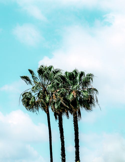 Photos gratuites de ciel bleu, nuages, palmiers