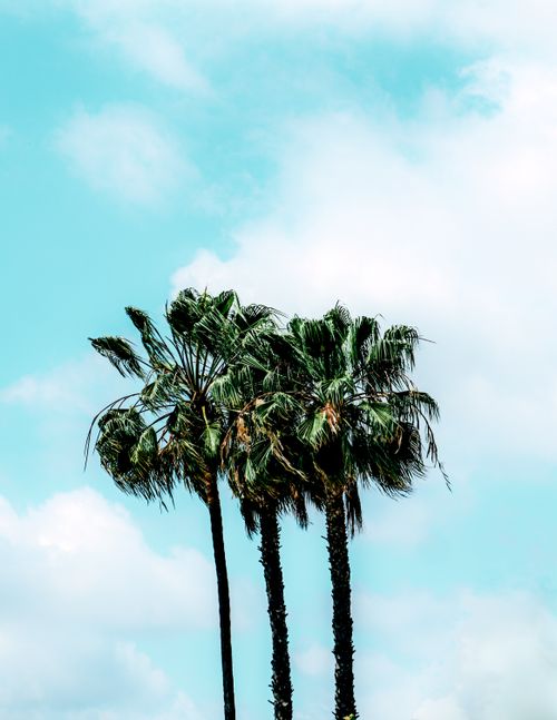Free Tropical palm trees under a vibrant blue sky, perfect for summer themes. Stock Photo