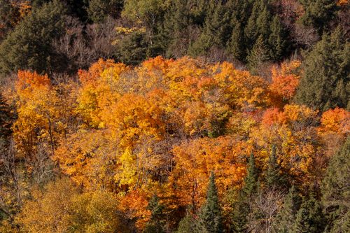 Free A stunning aerial view of a forest with vibrant fall foliage showcasing orange and yellow leaves. Stock Photo