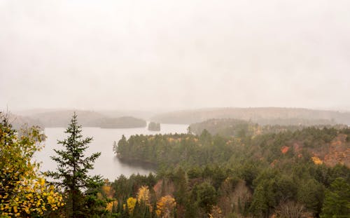 Kostnadsfri bild av dimma, dis, gröna träd