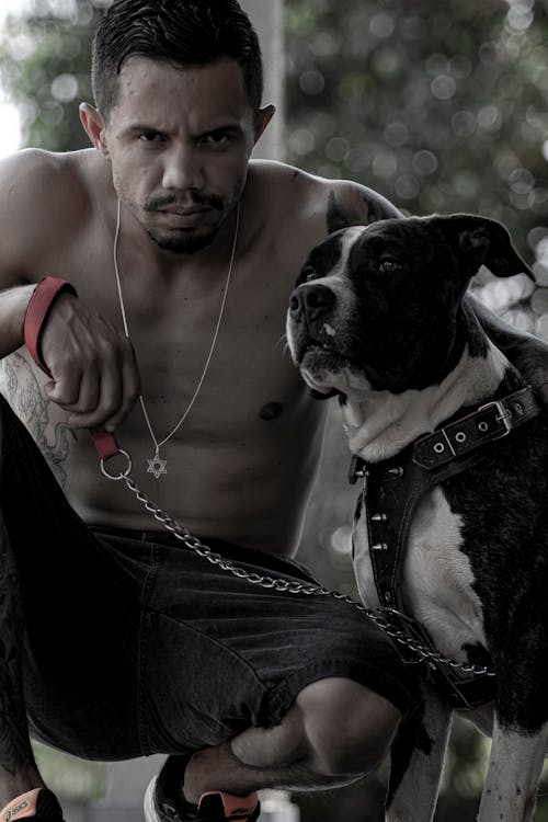 Free stock photo of dog, pitbull, tattoo