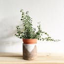 在一个浅色背景的木制架子上，一个迷人的陶器花瓶里插着可爱的绿叶植物