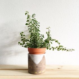 Square crop preview of the planter — photo by Stephanie Ho on Pexels