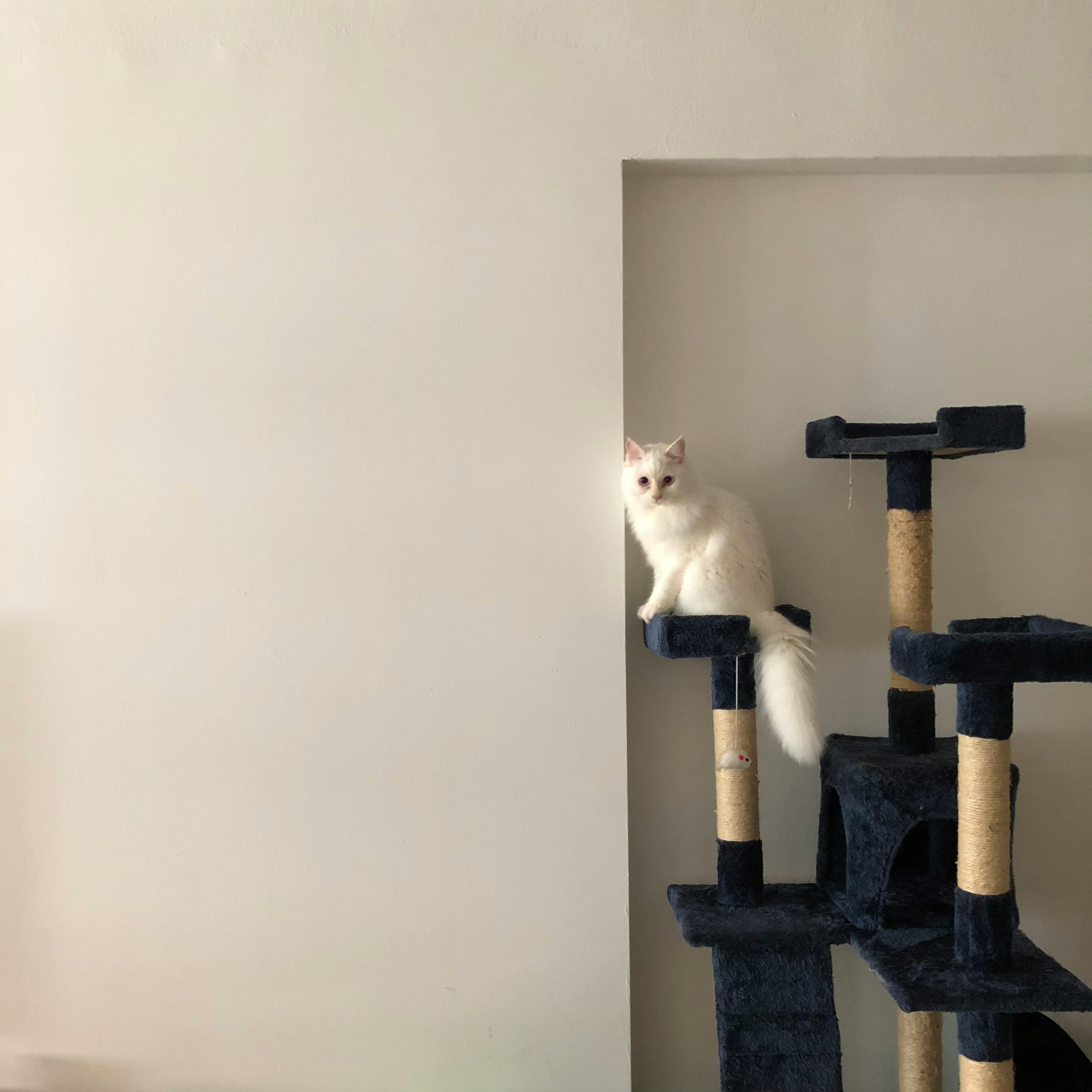 free instals Cat Condo