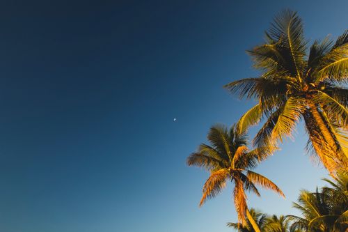 Free Tall coconut palm trees against a blue sky, with a visible moon during the day. Stock Photo
