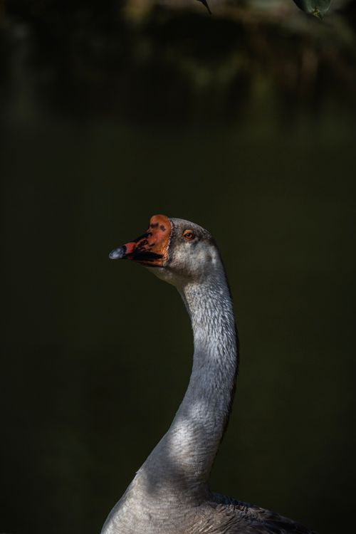 Free Close-up of a goose with a vibrant green background, showcasing the graceful neck in a vertical shot. Stock Photo