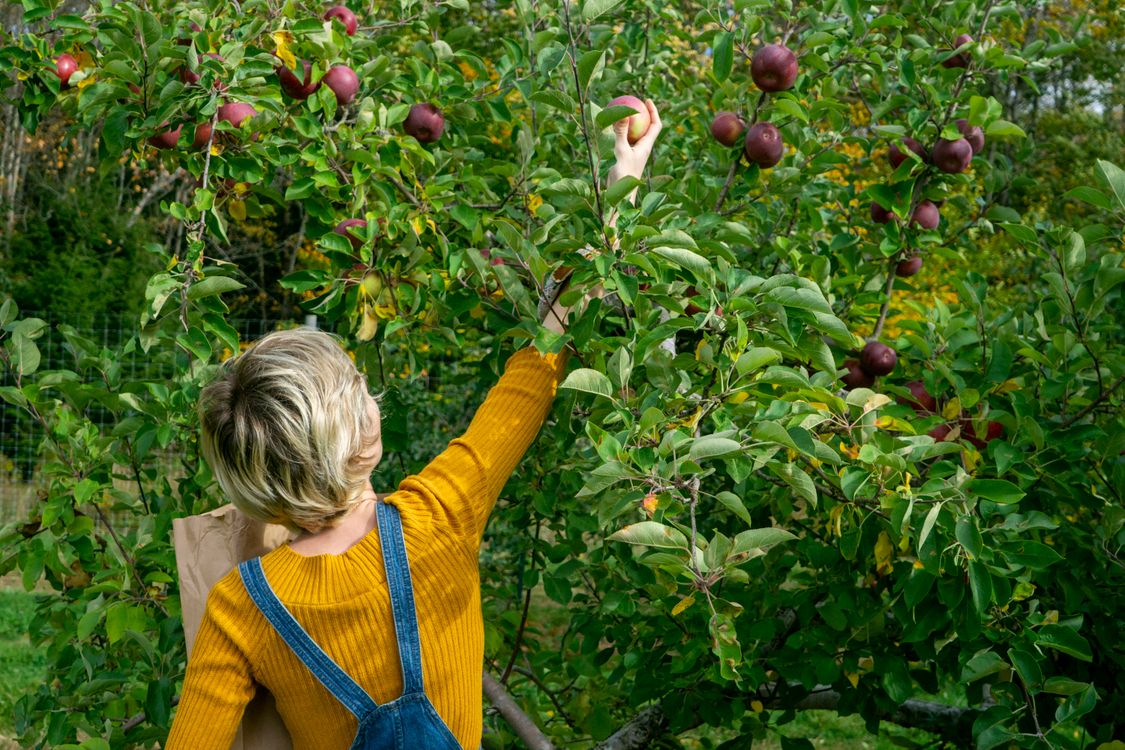Woman Picking An Apple From A Tree Free Stock Photo woman-picking-an-apple-from-a-tree-free-stock-photo