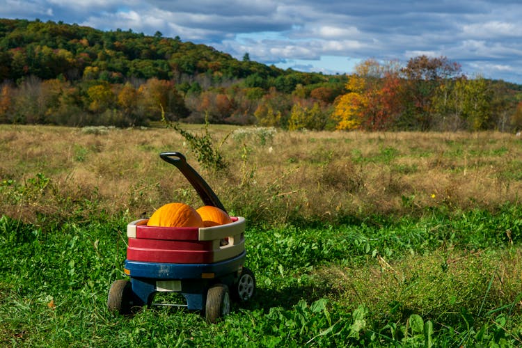 Cart With Pumpkins On A Field 