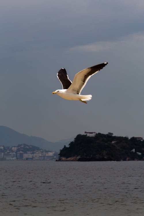 Kelp Gull Flying over the Sea