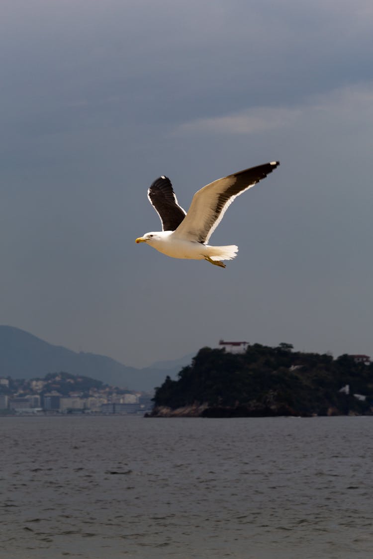 Kelp Gull Flying Over The Sea