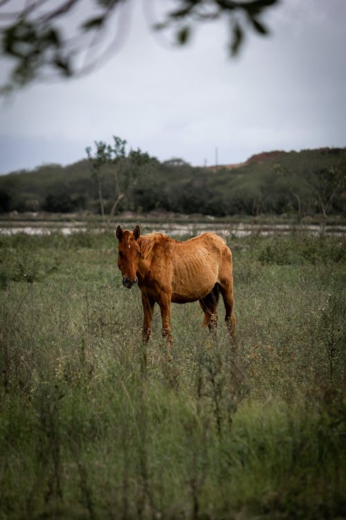 Fotos de stock gratuitas de animal de granja, caballo, équidos