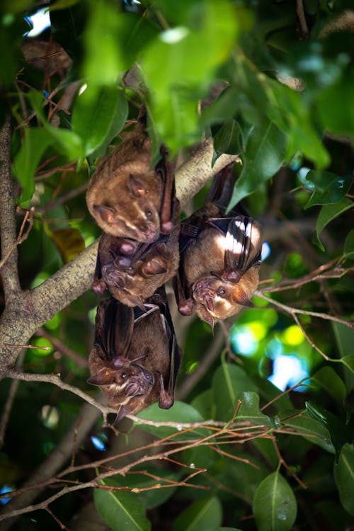 무료 나뭇잎, 박쥐, 수직 쐈어의 무료 스톡 사진