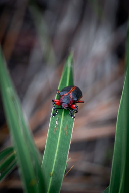 Základová fotografie zdarma na téma detail, dictyophorus spumans, divočina