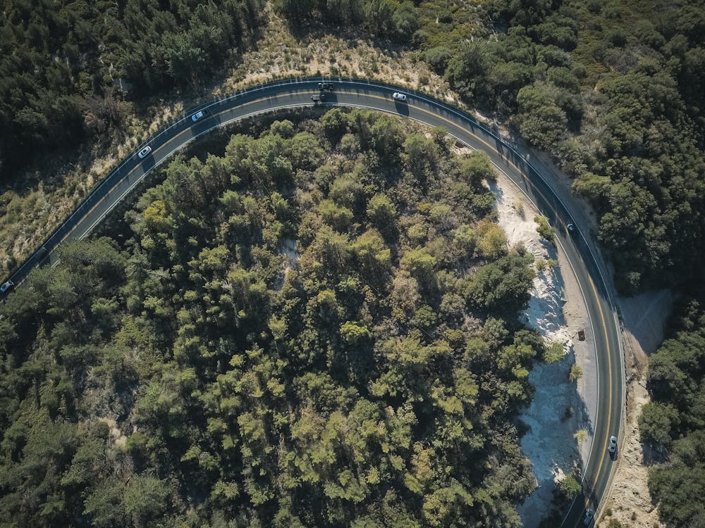 Aerial View of Road in between Trees