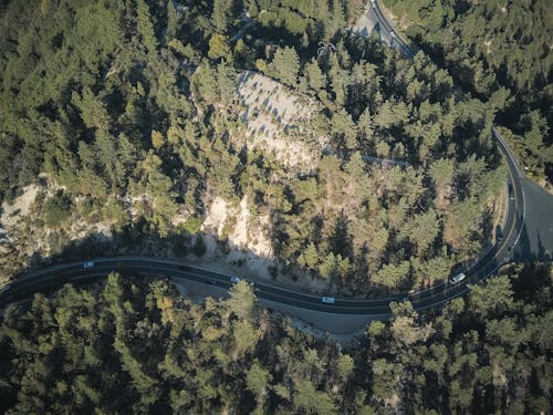 Green Trees near Gray Asphalt Road