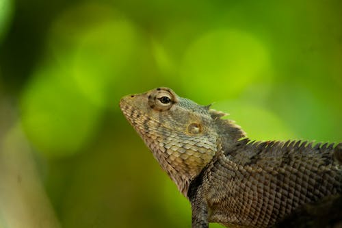 Close-Up Shot of a Lizard 