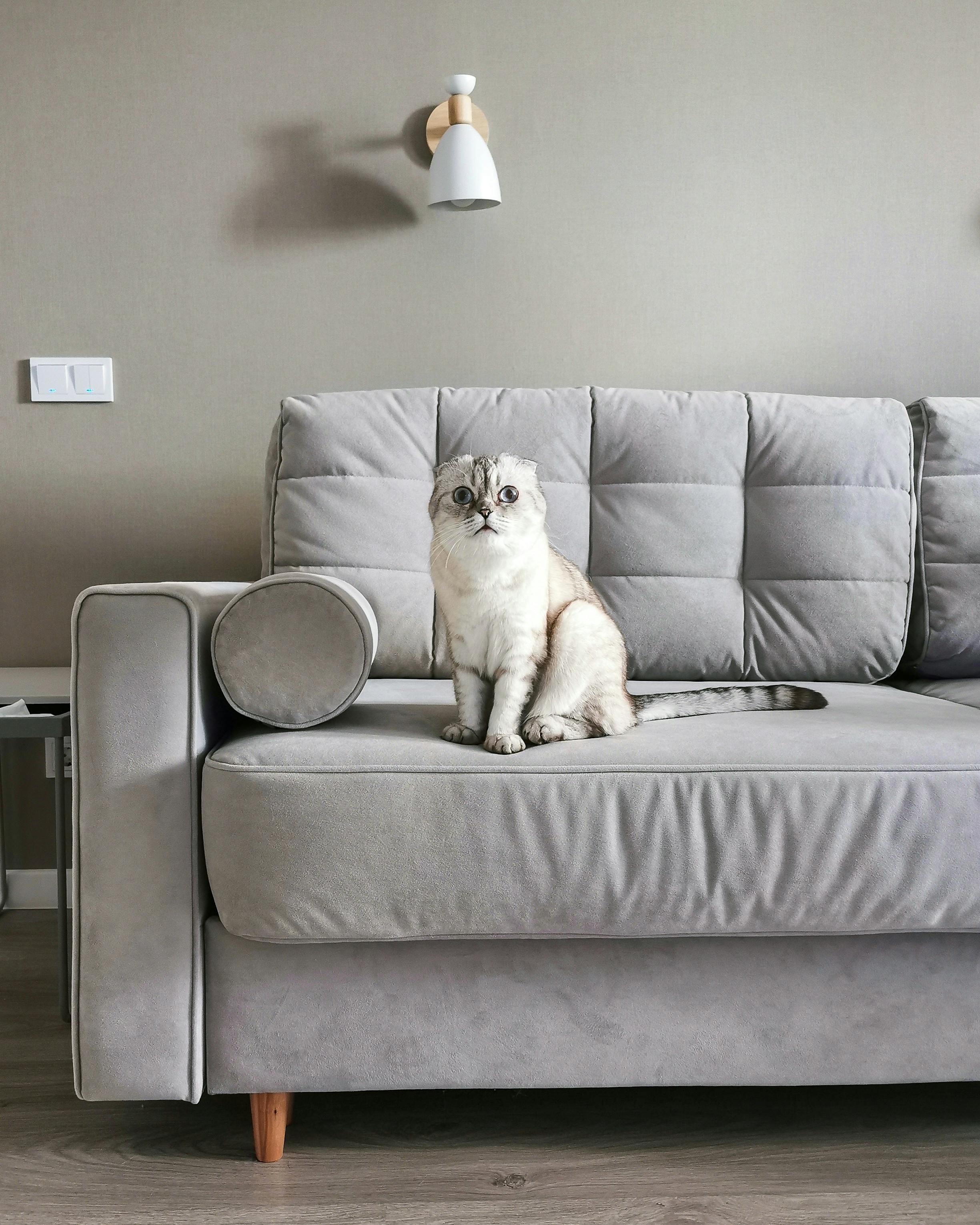 photo of a white cat sitting on a gray sofa