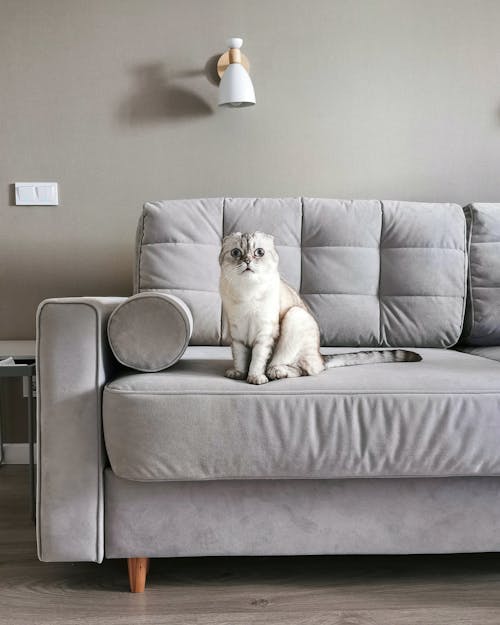 Photo of a White Cat Sitting on a Gray Sofa