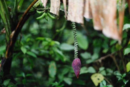 Free The Purple Flower of a Banana Tree  Stock Photo