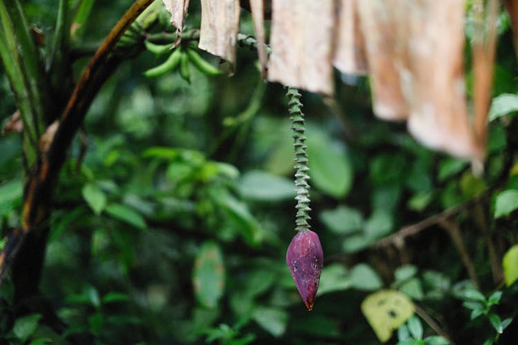 The Purple Flower Of A Banana Tree 