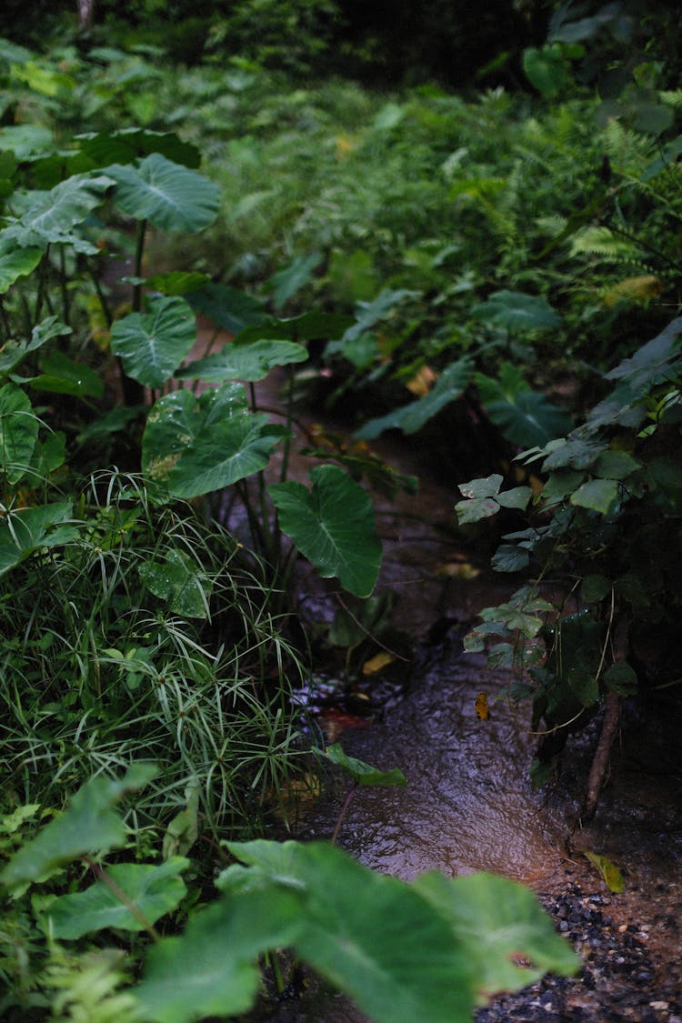 Taro Plants Beside A Brook