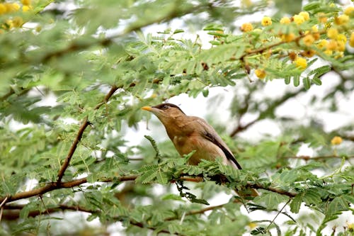 Free Brown Bird on Tree Branch Stock Photo