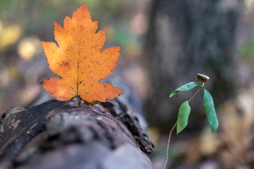 Free Close-Up Shot of a Maple Leaf on Tree Trunk Stock Photo