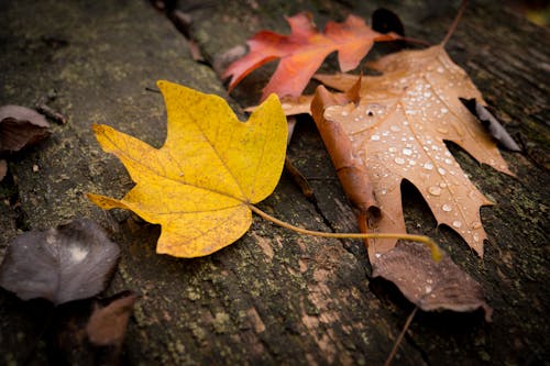 Free stock photo of autumn, autumn background, autumn color Stock Photo