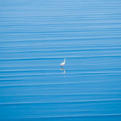White Bird on Blue Waters