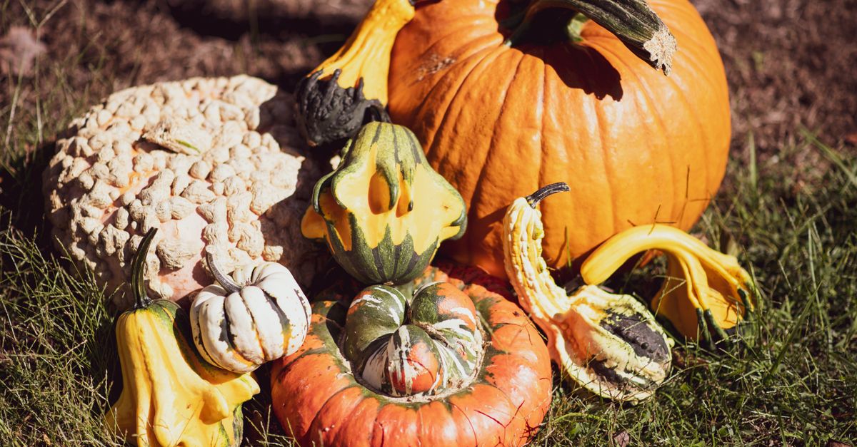 Quand planter les courges (potiron, butternut, potimarron) ?