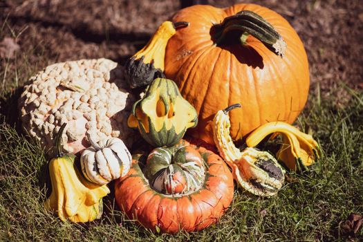 A colorful assortment of pumpkins and gourds captures the essence of fall outdoors.