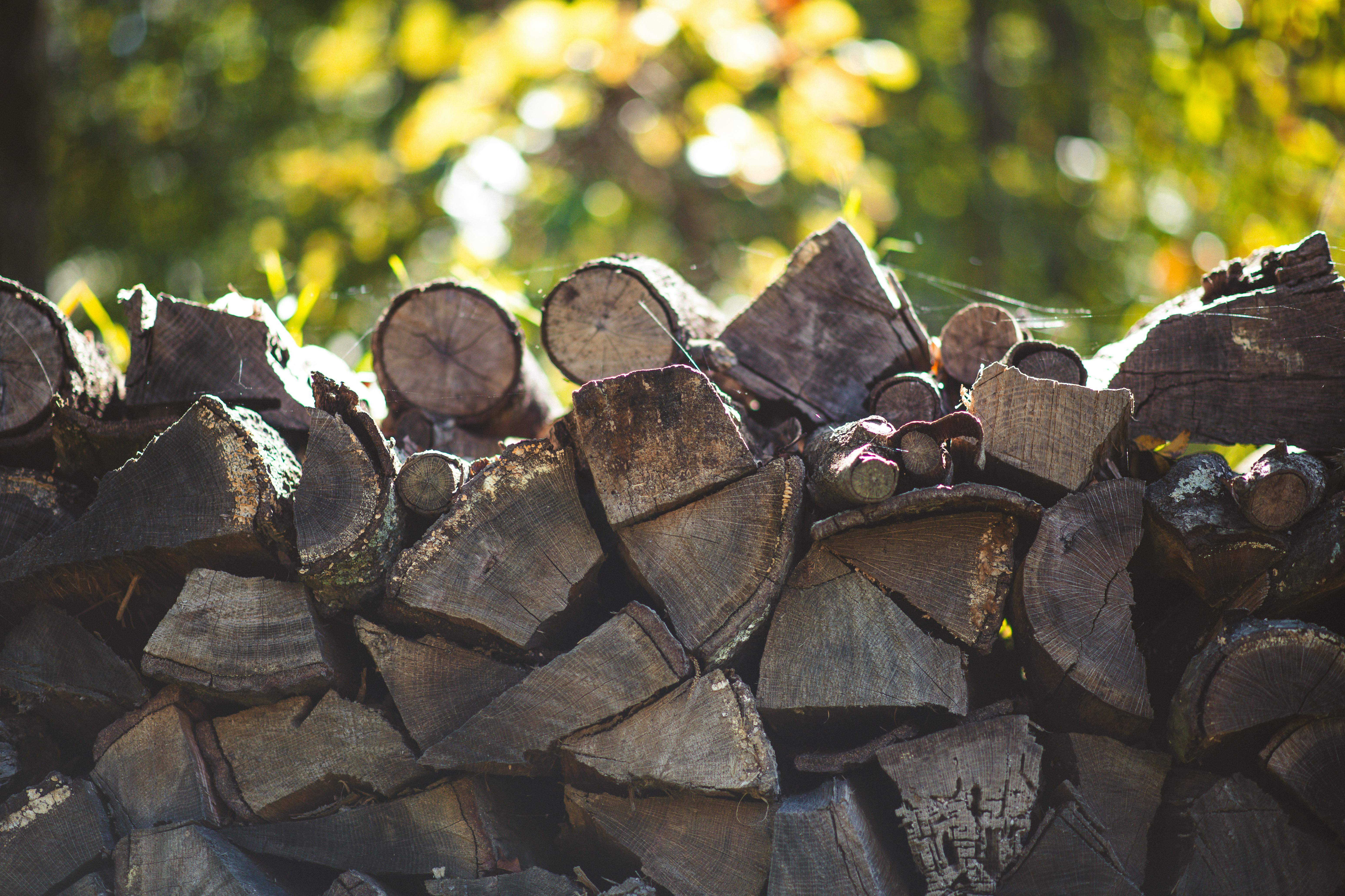 We Hauled Rocks, Stacked Wood, and Planted Seeds to Find the Best Gardening Gloves — Photo by Brixiv on Pexels