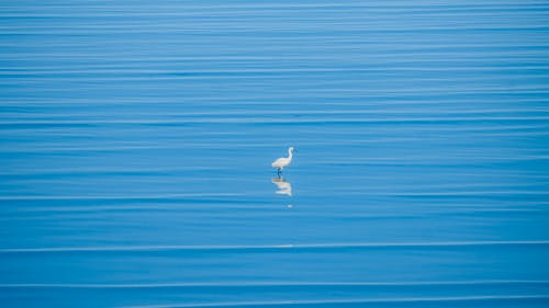 A White Bird on Body of Water