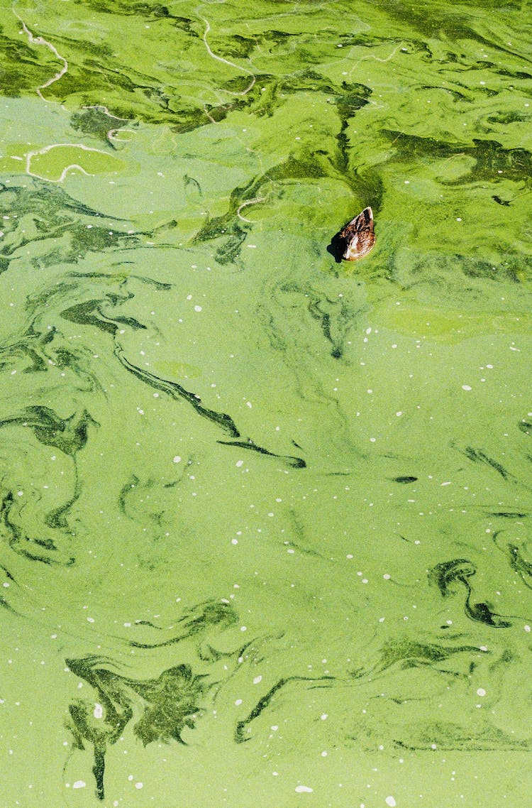 Duck In Green Water 