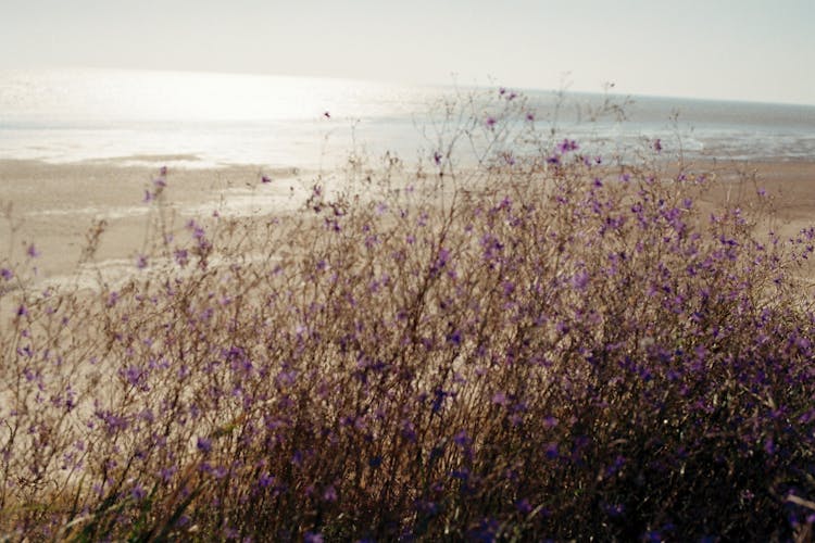 Tiny Violet Flowers On Beach