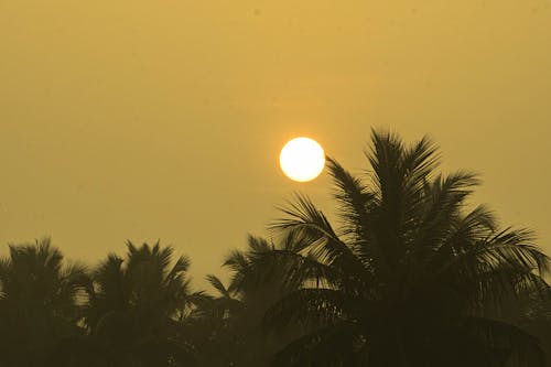 Free stock photo of coconut, coconut leaves, early sunrise