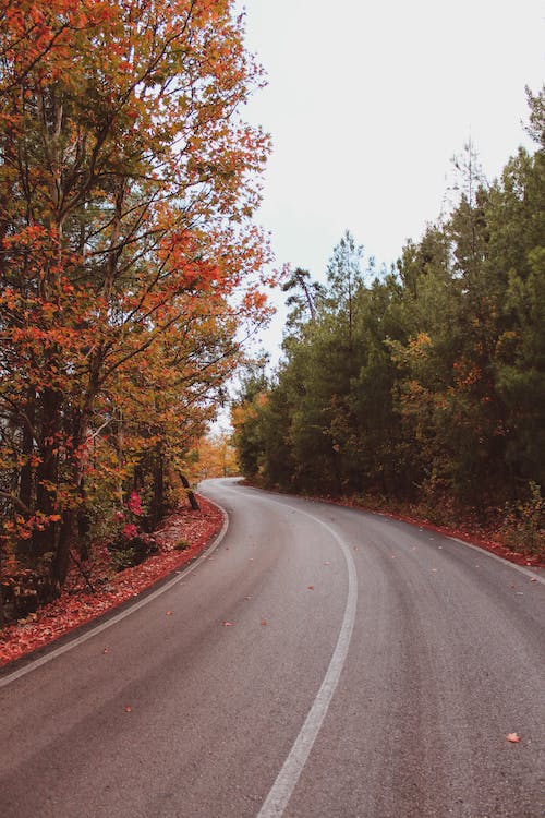 Curved Road Between Trees